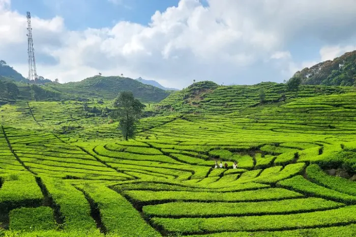 Best Tourist Destinations in Pemalang That You Must Visit for a Fun Vacation